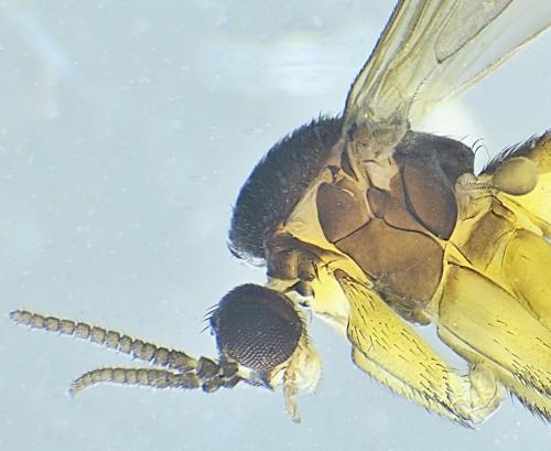 Orfelia nemoralis